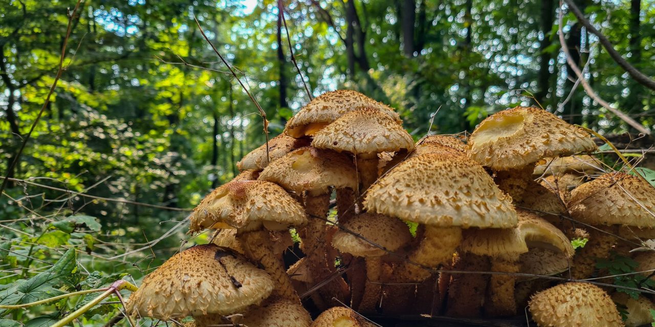 Pilze bewundern, statt sammeln