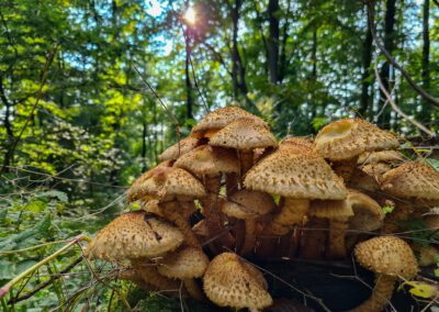 Pilze bewundern, statt sammeln