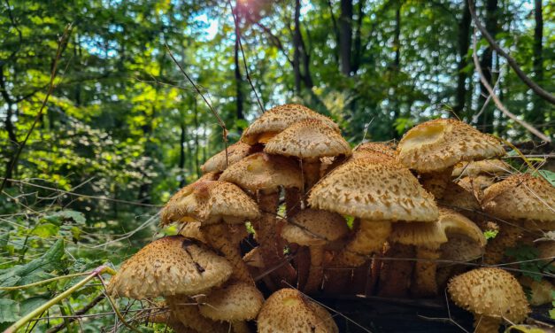 Pilze bewundern, statt sammeln