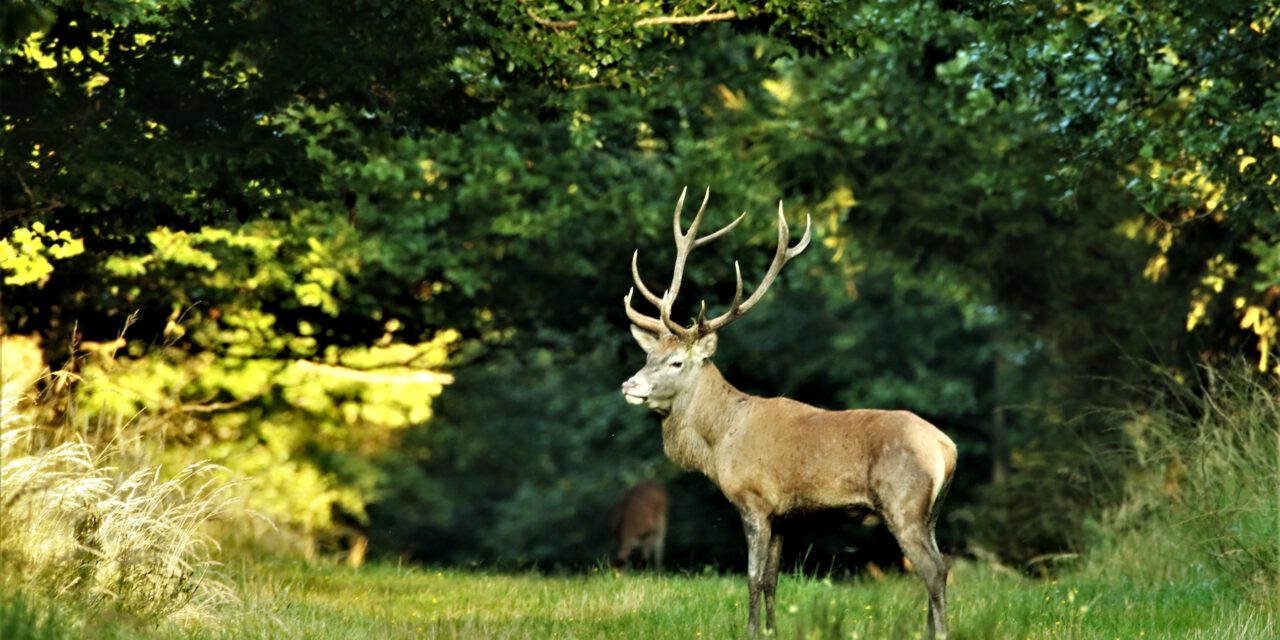 Wildwoche im Naturpark