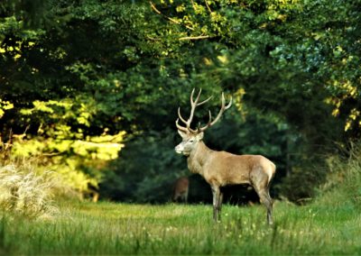 Wildwoche im Naturpark