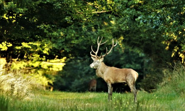 Wildwoche im Naturpark