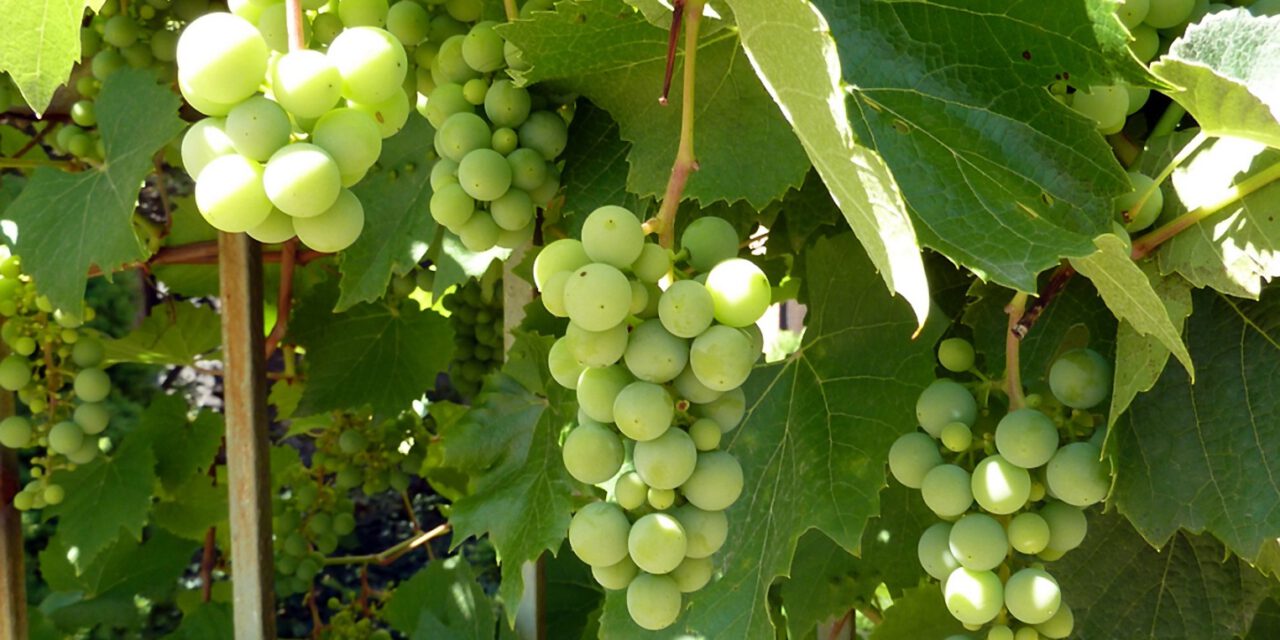 Abtsberg-Wein-Wetter-Aussichten