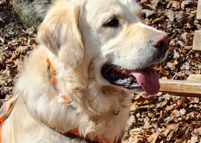 Mit dem Hund in der Natur – ein geführter Spaziergang
