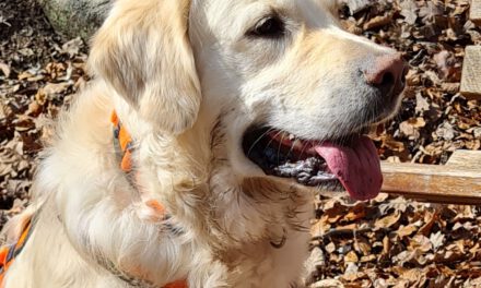 Mit dem Hund in der Natur – ein geführter Spaziergang