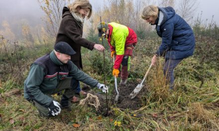 Grüne Hecken für den Naturpark