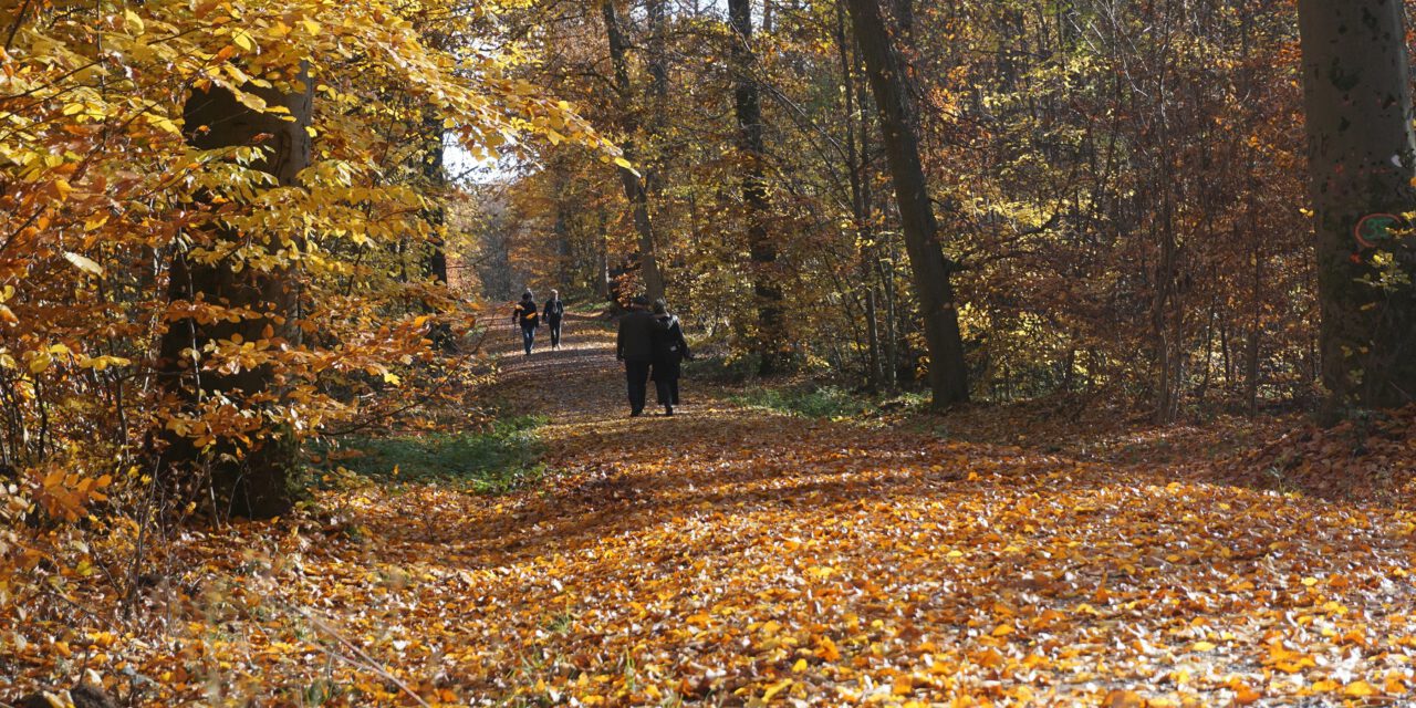 Waldwege sind keine Gehwege