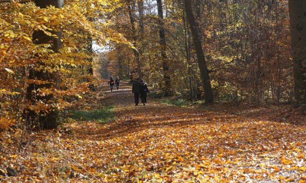 Waldwege sind keine Gehwege