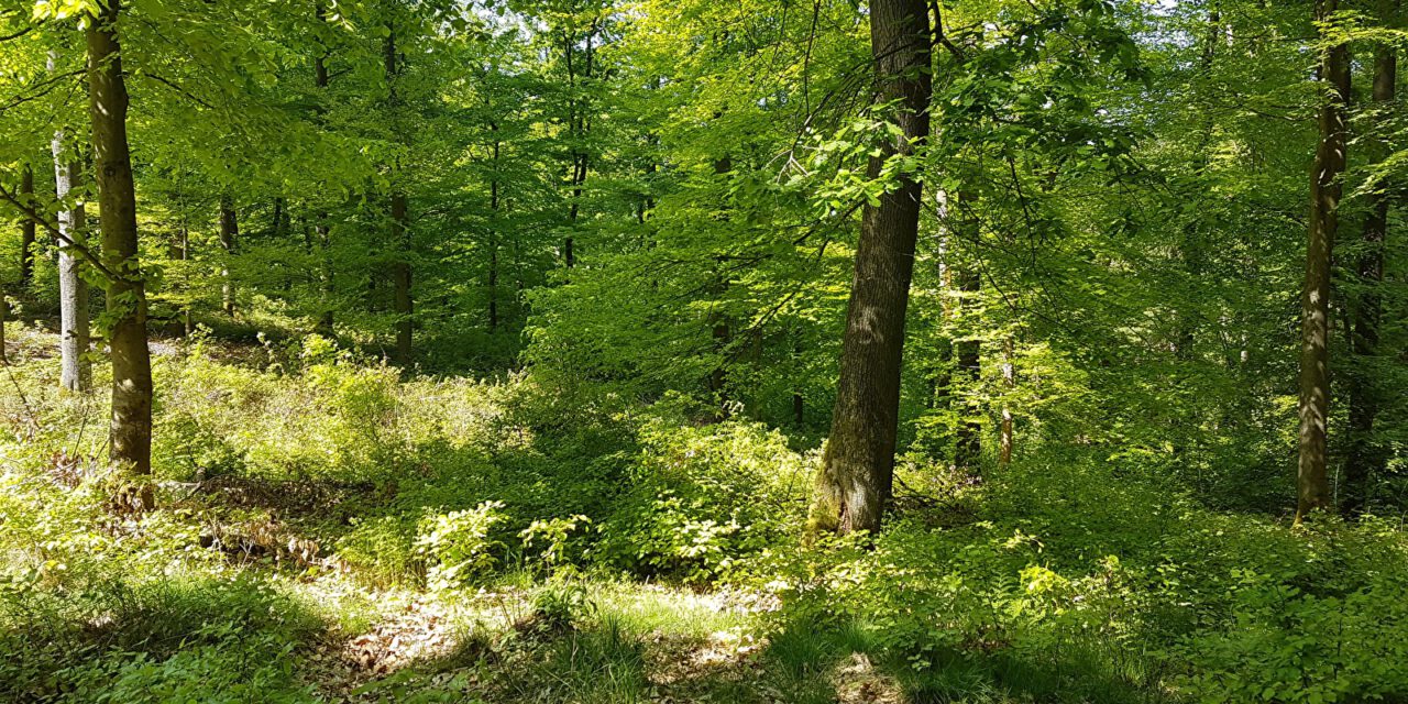 Schwellengang – Selbstbegegnung in der Natur