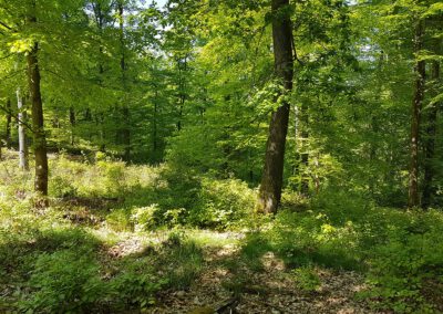 Schwellengang – Selbstbegegnung in der Natur