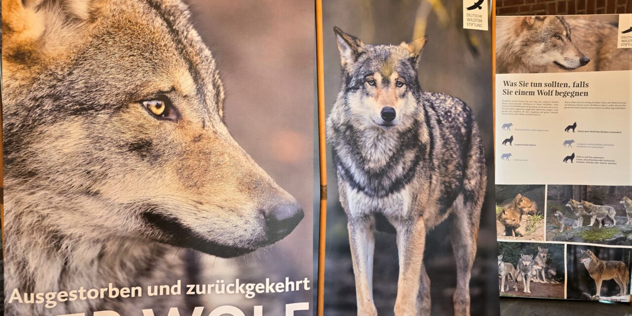 Der Wolf in Brandenburg