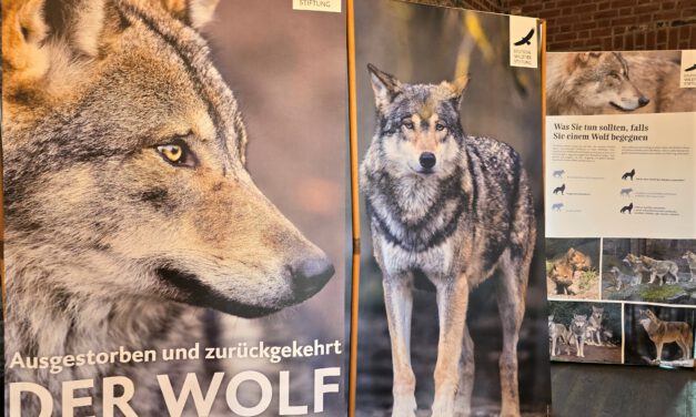 Der Wolf in Brandenburg