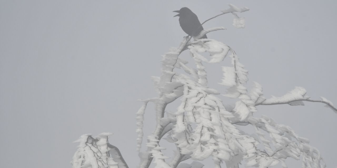 Winterstürme bergen besonderes Risiko im Wald