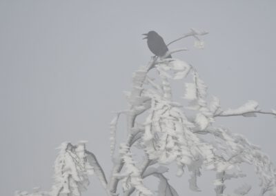 Winterstürme bergen besonderes Risiko im Wald