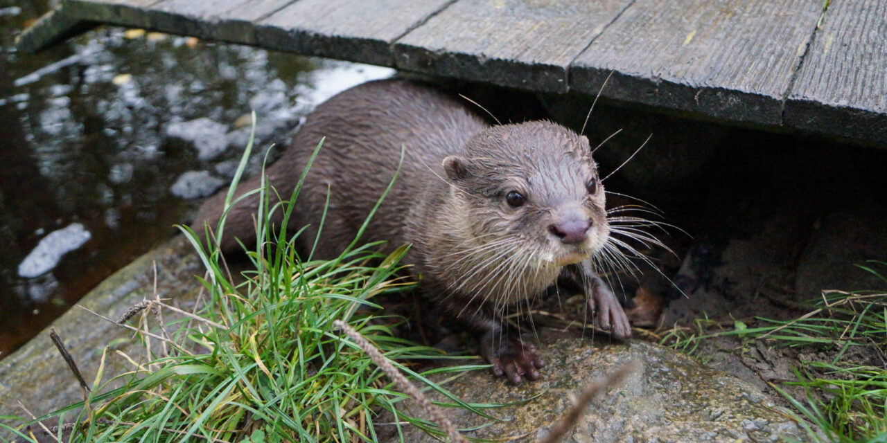 Führung im Natureum verspricht „tierisch viel Spaß”