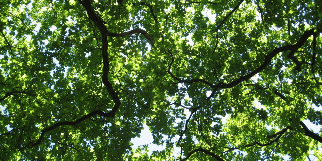Mein Freund, der Baum