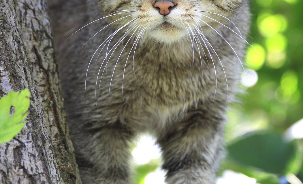 121 Wildkatzen im Nationalpark Eifel