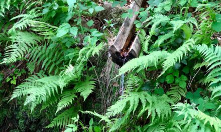 Natur und Kultur mit allen Sinnen erleben