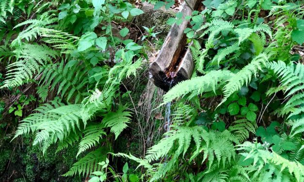 Natur und Kultur mit allen Sinnen erleben