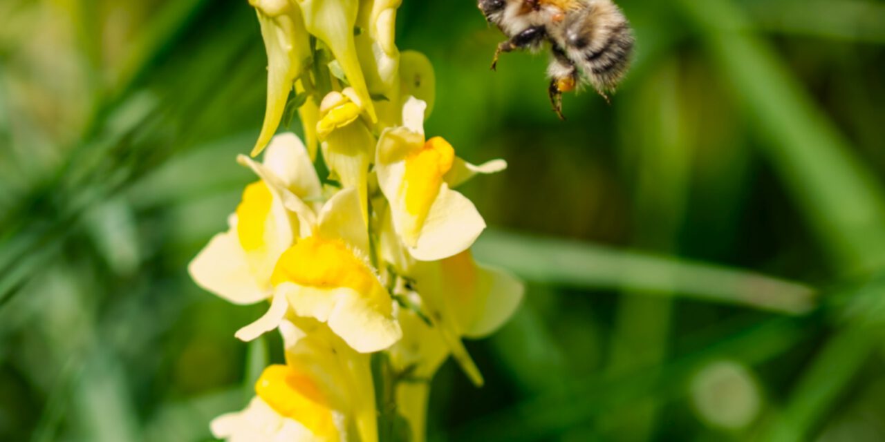 Bienen – Mehr als Honig. Erlebnisführung auf dem Bienenstand