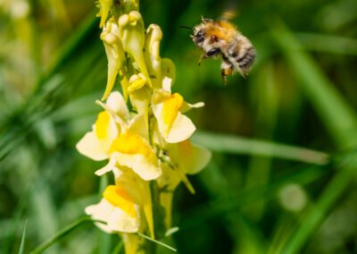 Bienen – Mehr als Honig. Erlebnisführung auf dem Bienenstand