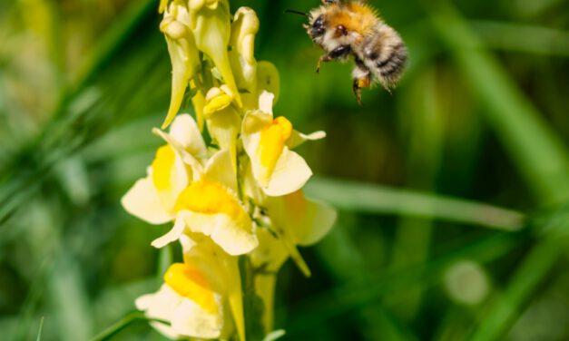 Bienen – Mehr als Honig. Erlebnisführung auf dem Bienenstand