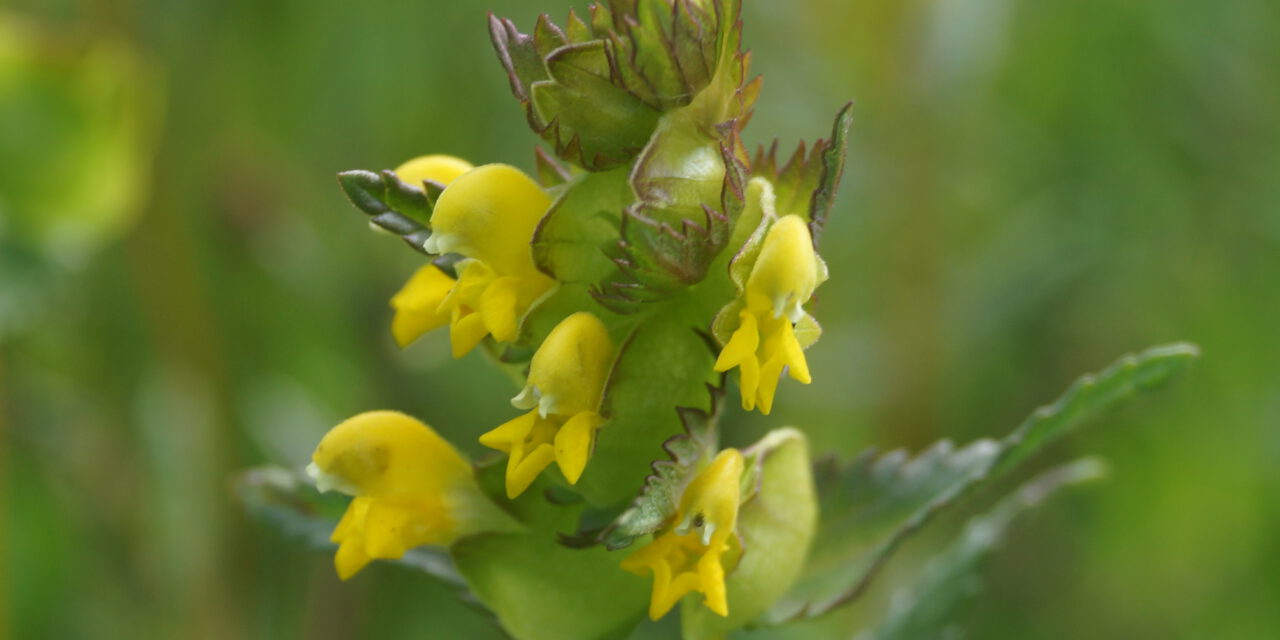 Bunte Bergwiesen am Hohen Meißner