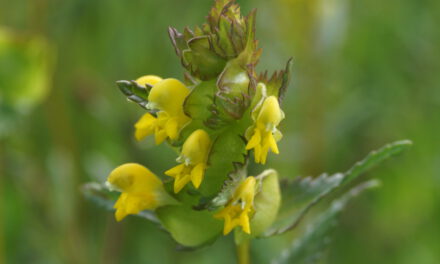 Bunte Bergwiesen am Hohen Meißner