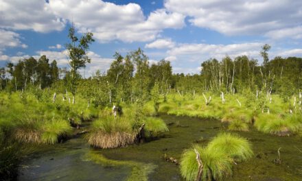 Ferienaktion im Moor – für Familien