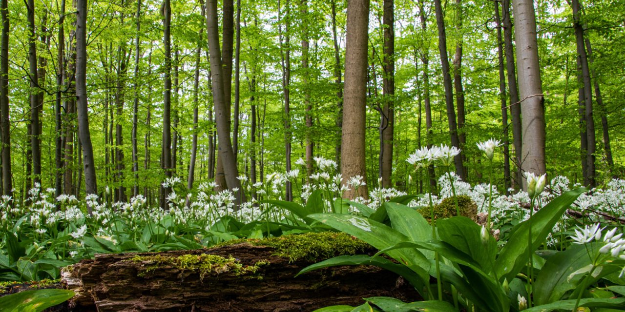 Zu Besuch im Blaubeerwald