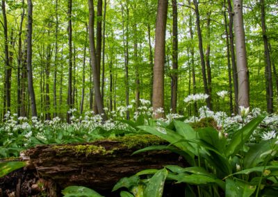 Zu Besuch im Blaubeerwald