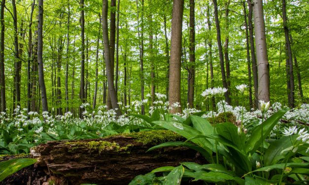 Zu Besuch im Blaubeerwald