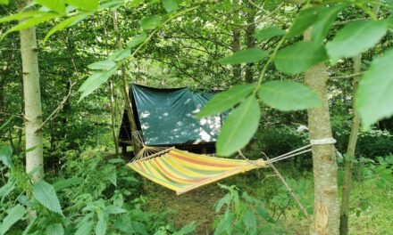 Wildniswanderung für Erwachsene