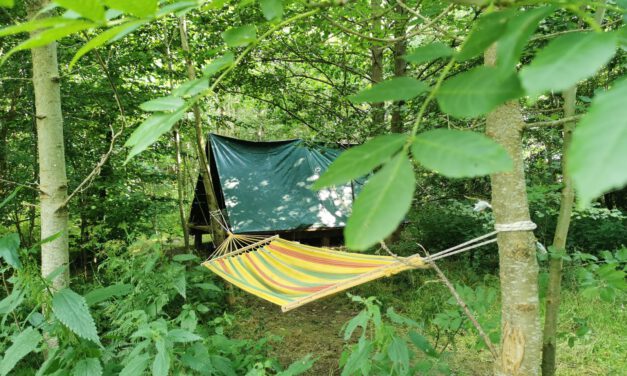 Wildniswanderung für Erwachsene