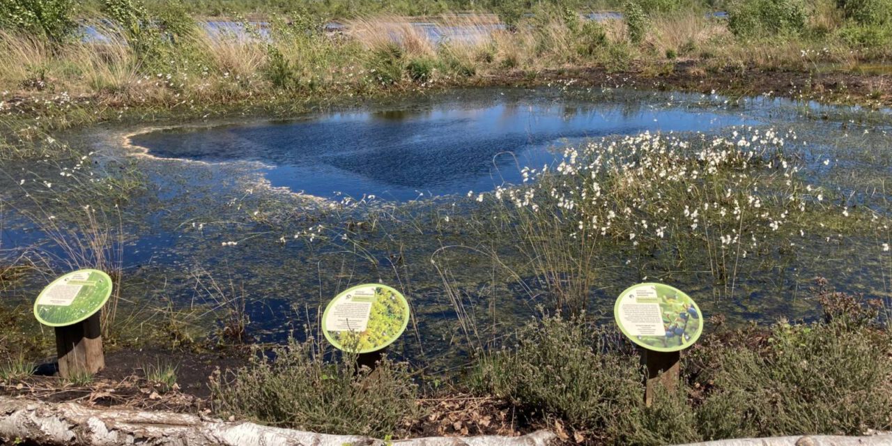 Moorerlebniswanderung ins Naturschutzgebiet „Totes Moor”