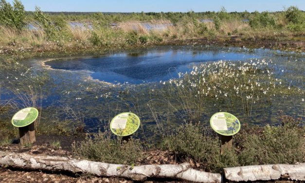 Moorerlebniswanderung ins Naturschutzgebiet „Totes Moor”