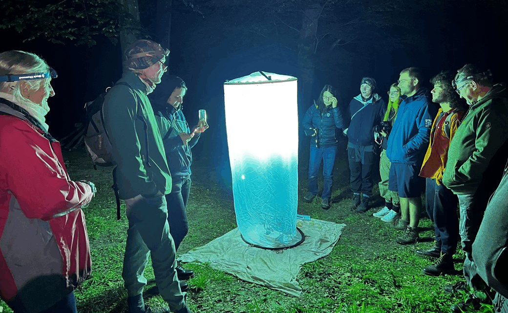 Lichtfang-Führung für Nachtschwärmer