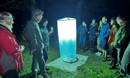 Lichtfang-Führung für Nachtschwärmer