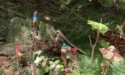 Märchenhafte Walderlebnisse