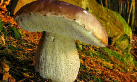 Naturpark-Pilzwochen 2025