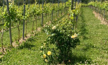 Der Weinanbau in Steinau