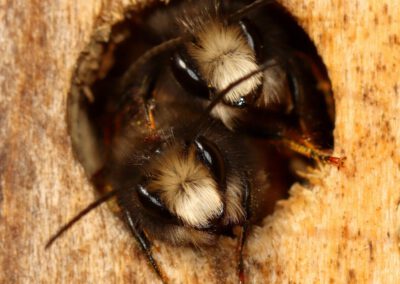 Wunderbare Wildbienen und Wespen