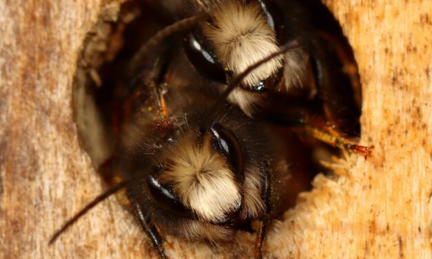 Wunderbare Wildbienen und Wespen