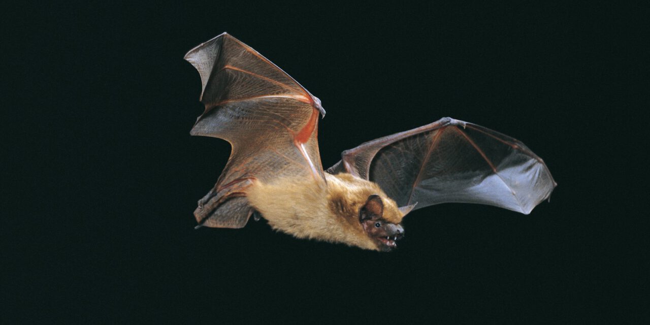 „Fledermaus-Safari in Malente“