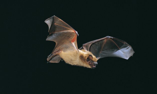 „Fledermaus-Safari in Malente“