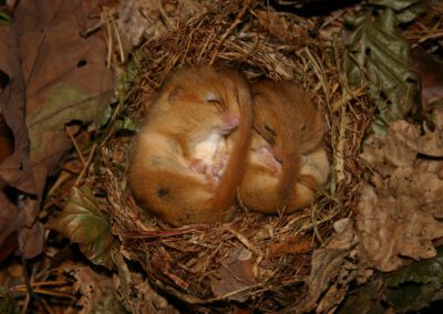 Wo ist die Haselmaus? – Eine Expedition