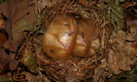 Wo ist die Haselmaus? – Eine Expedition