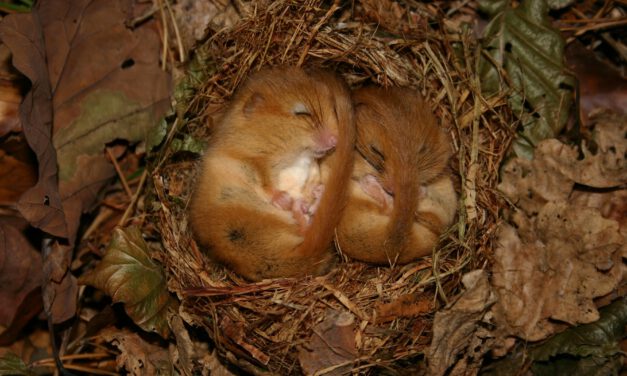 Wo ist die Haselmaus? – Eine Expedition