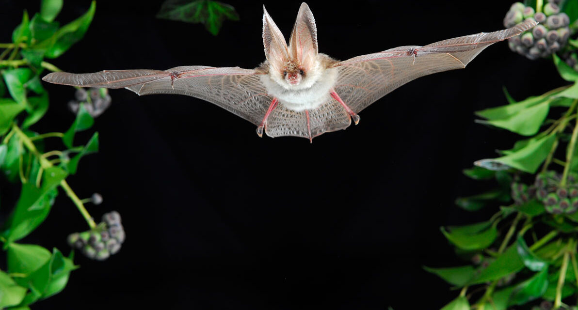 Fledermaus-Safari durch das Plöner Schlossgebiet
