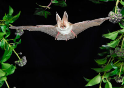 Fledermaus-Safari durch das Plöner Schlossgebiet